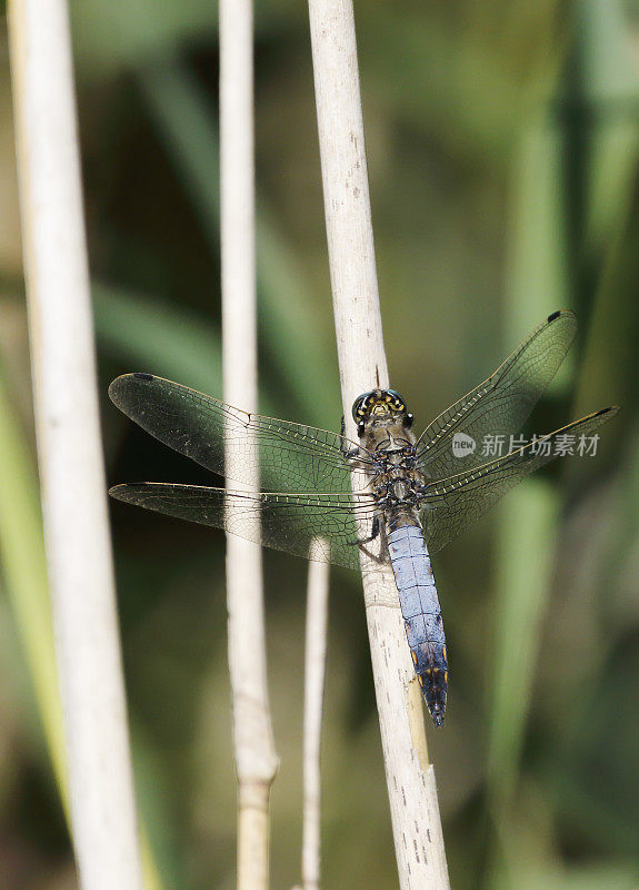 黑尾蜻蜓(Orthetrum cancellatum)雄性